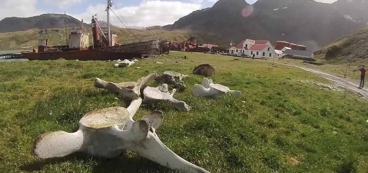 Whale-Bones-on-South-Georgia-Island.webp