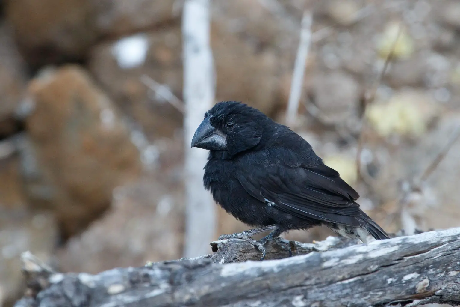 Geospiza-magnirostris-1536x1024.webp