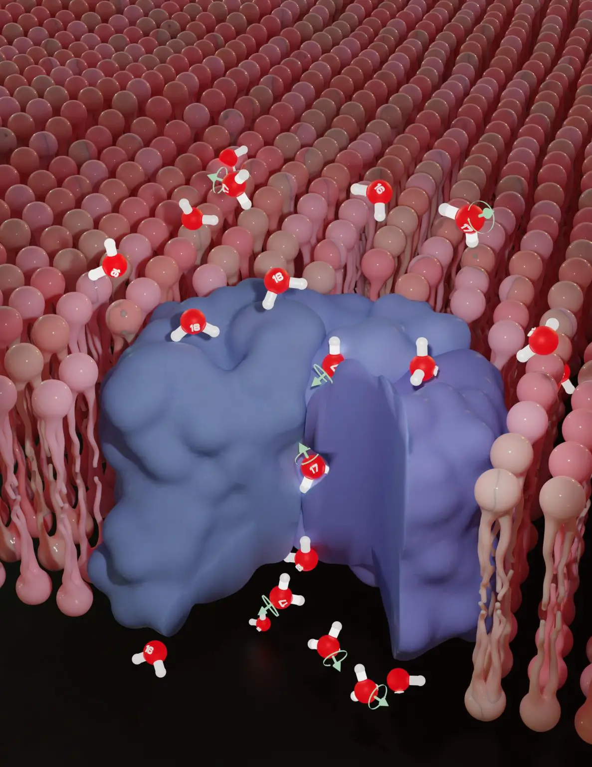 Rapid-Passage-of-Magnetic-Water-Molecules-into-Cells-1187x1536.webp