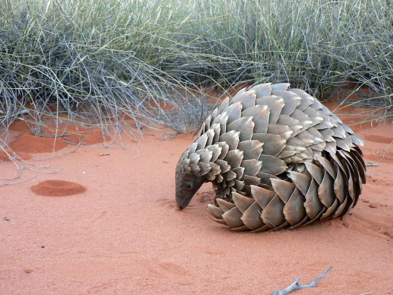 Pangolin-Sand.webp