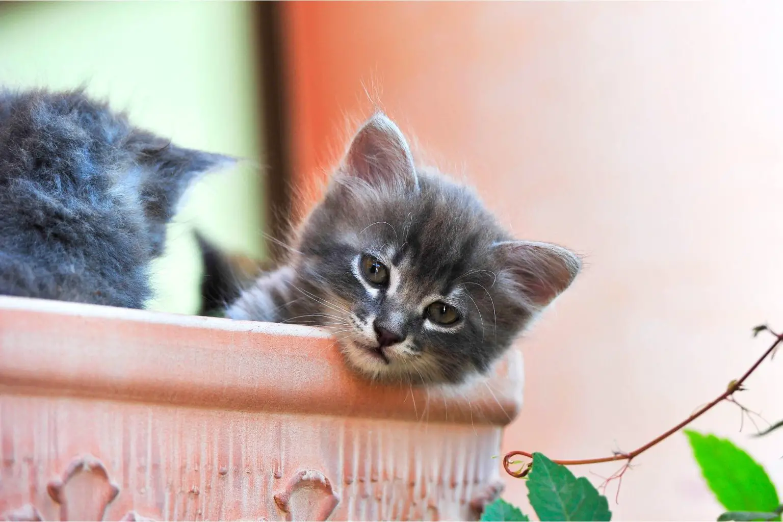 Cute-Kitten-Head-Out-1536x1024.webp