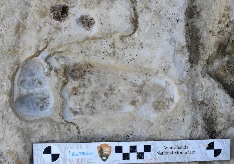 Trench-Base-Footprint-White-Sands-National-Park.webp