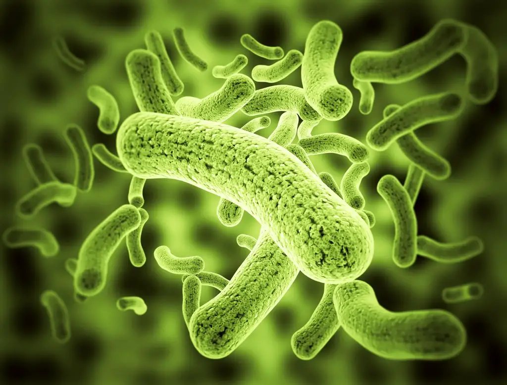Green-Glowing-Bacteria.webp