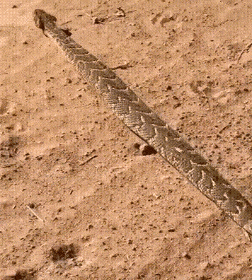 fe13dcb13fb84ab6b796c018a847f8a9.gif