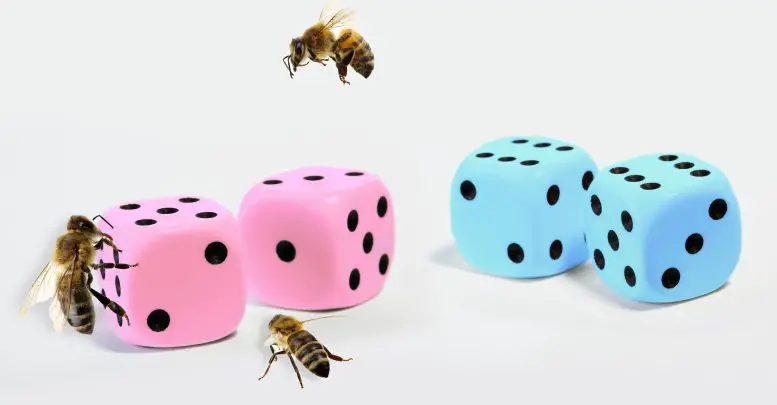 Determining-Sex-of-Bees-777x405.webp