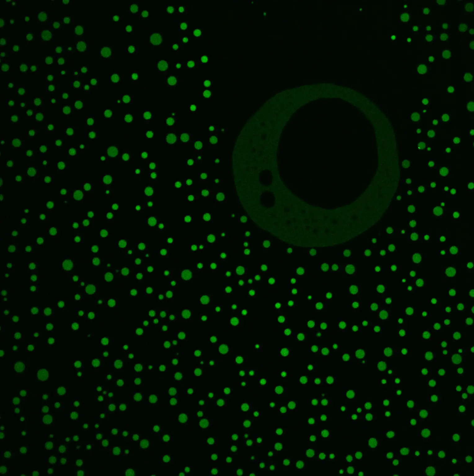 Protein-Condensates-1529x1536.webp