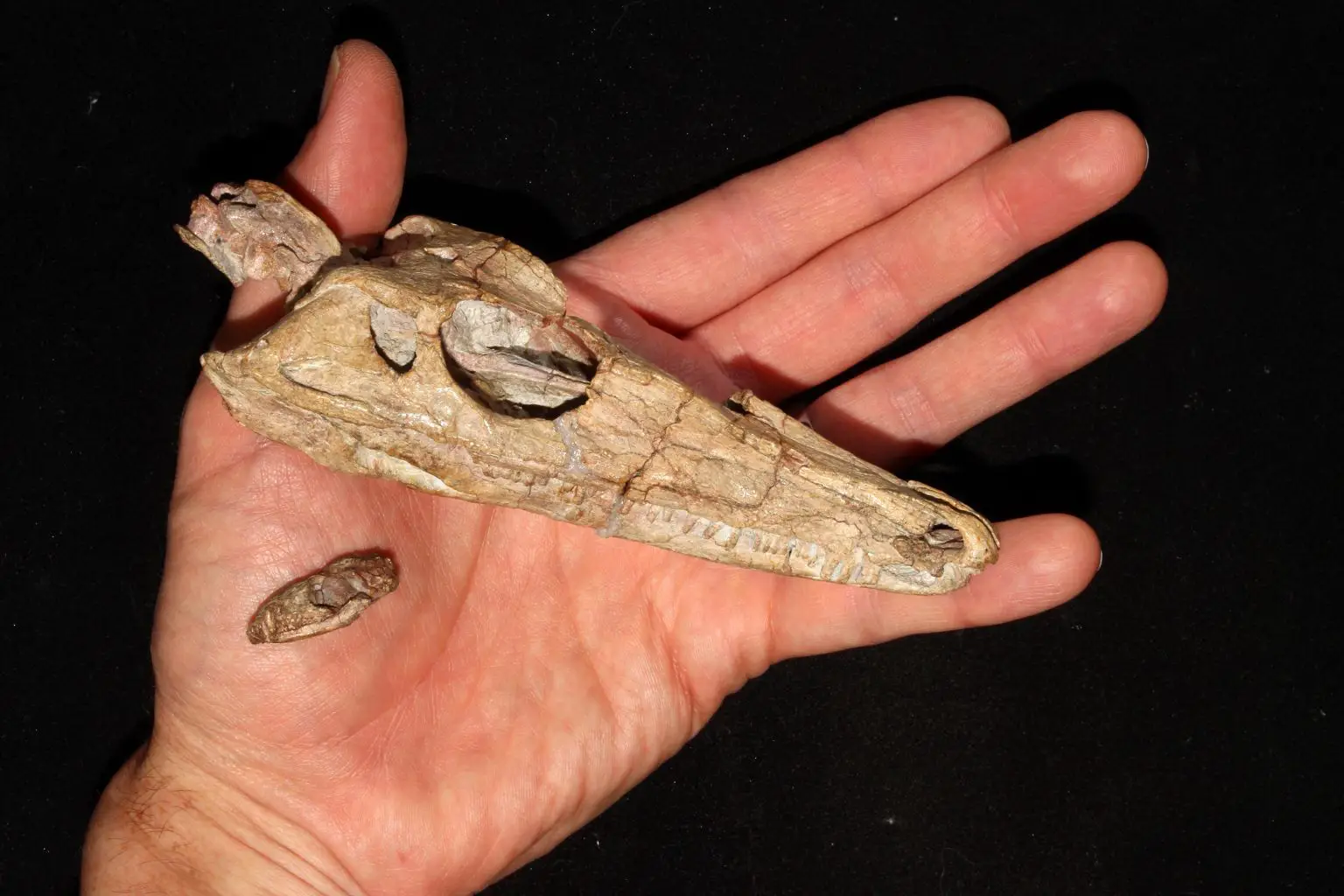 Synapsid-Skulls-1536x1024.webp