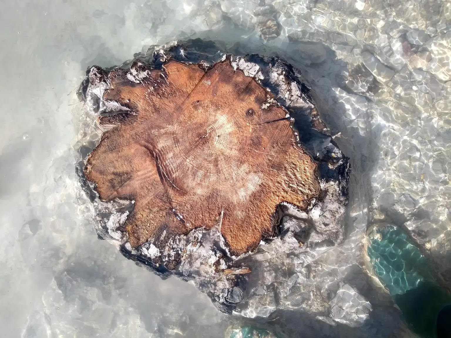 Tree-Rings-Buried-Subfossil-Tree-Drouzet-River-1536x1152.webp