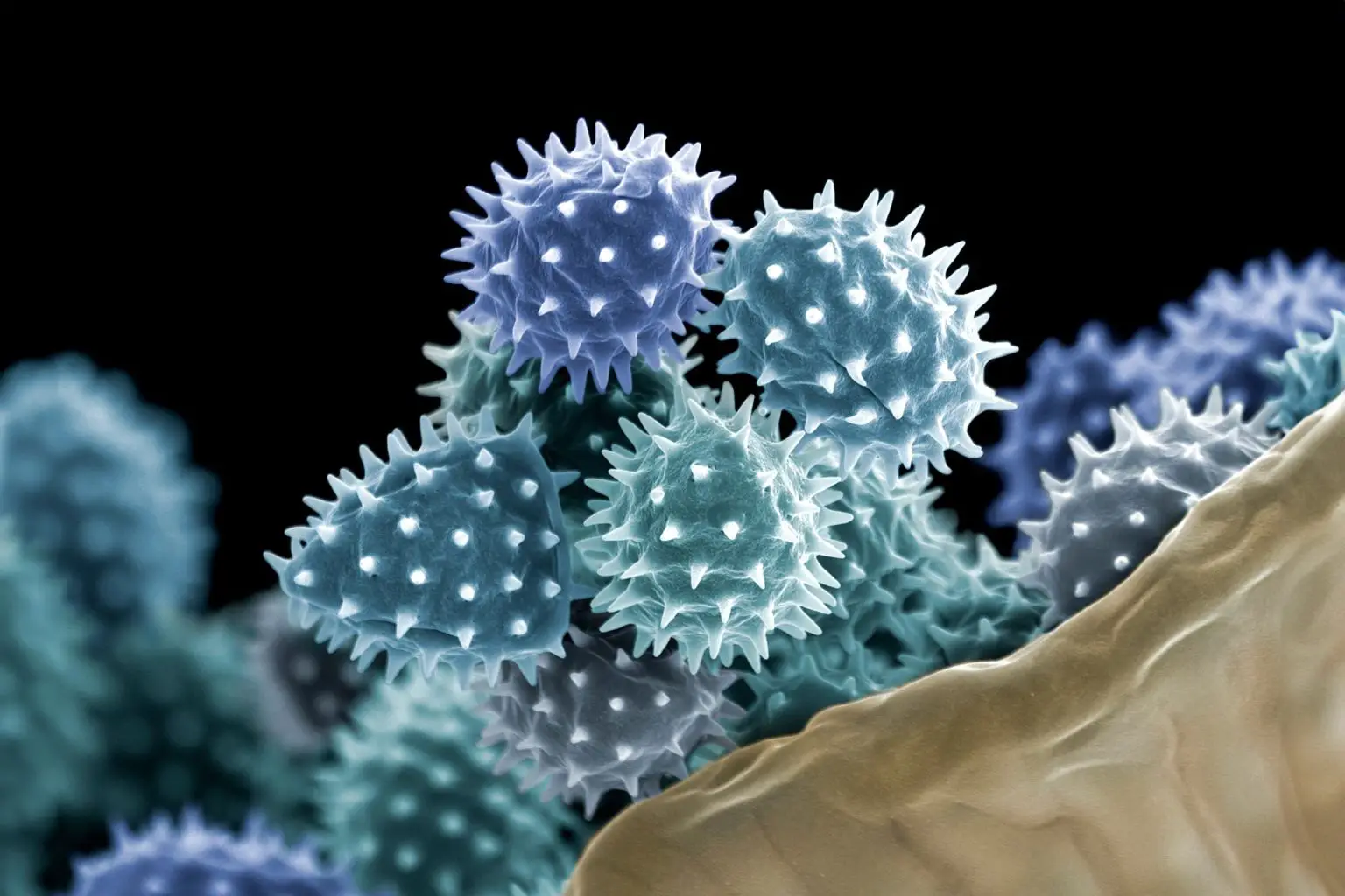 Pollen-Grains-SEM-1536x1024.webp