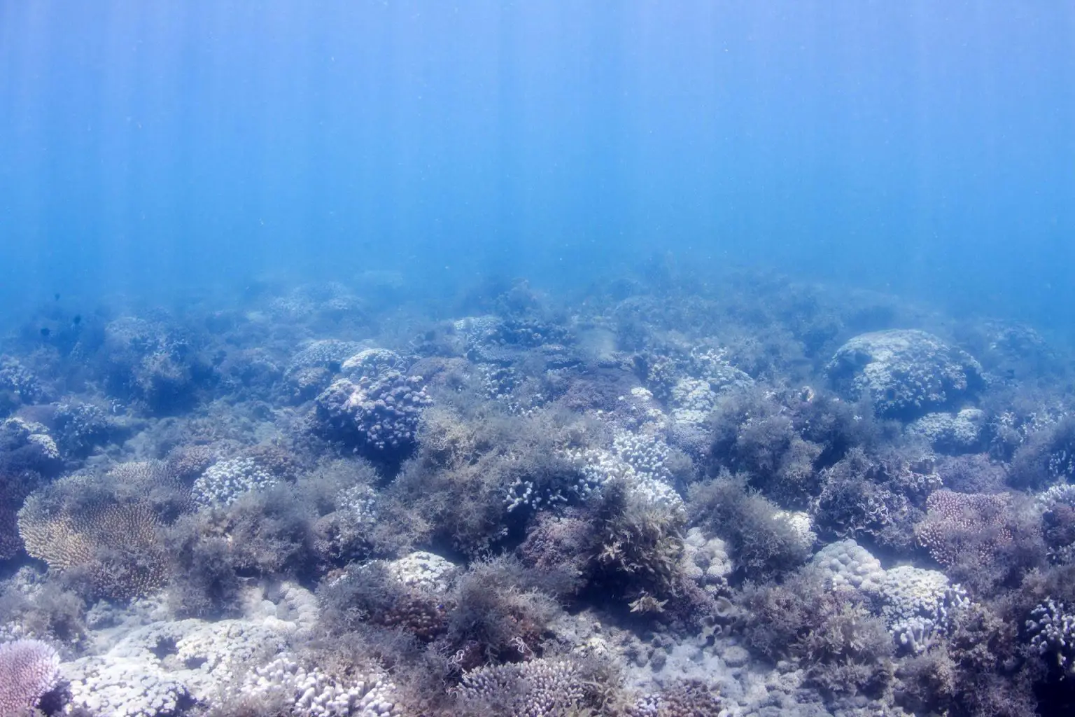 Eutropohied-Coral-on-Great-Barrier-Reef-1536x1024.webp