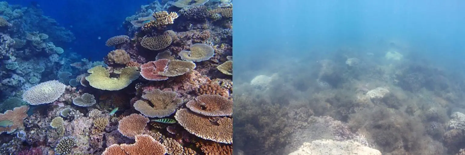 Pristine-Coral-and-Eutropohied-Coral-Composite-Image-1536x513.webp