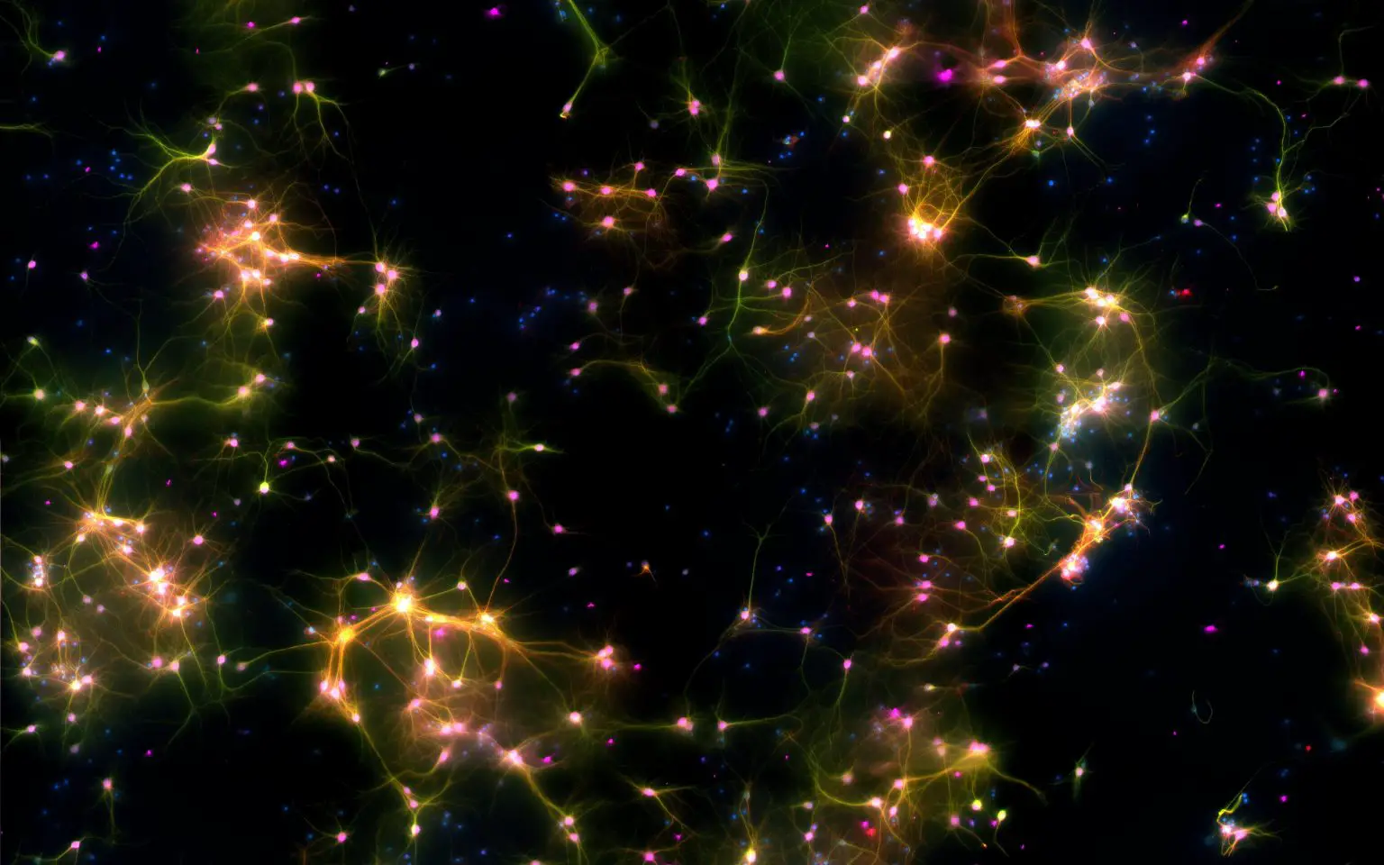 Dishbrain-Under-the-Microscope-1536x960.webp