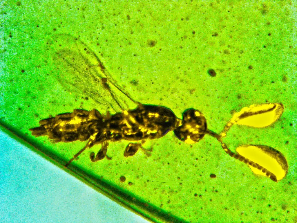 Caradiophyodus-saradae-2048x1536.webp