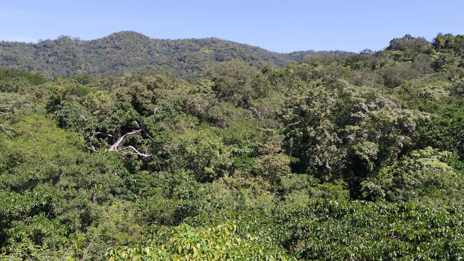 Forest-Jesus-Aguirre-Gutierrez-1536x864.webp