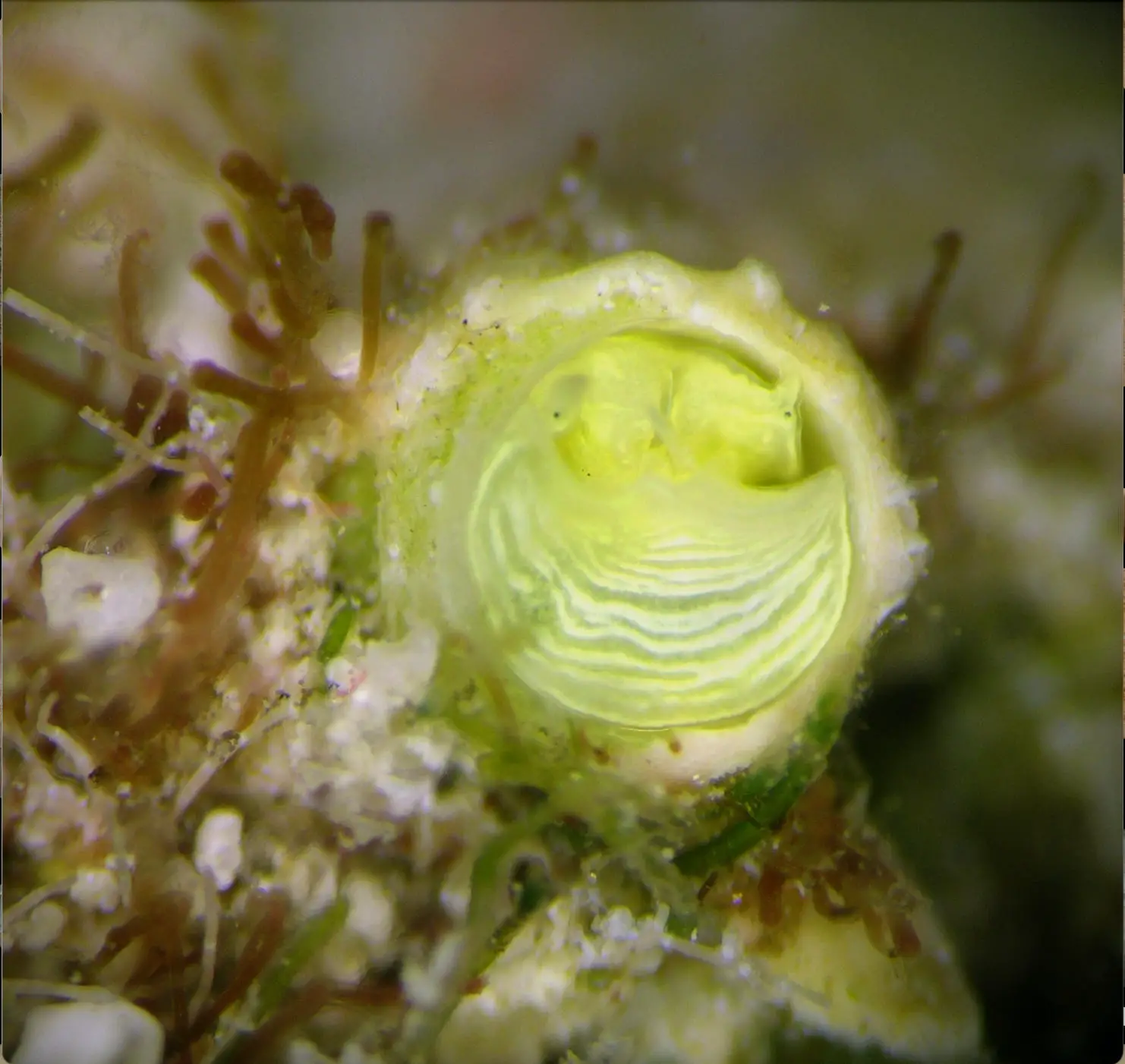 Lime-Snail.webp
