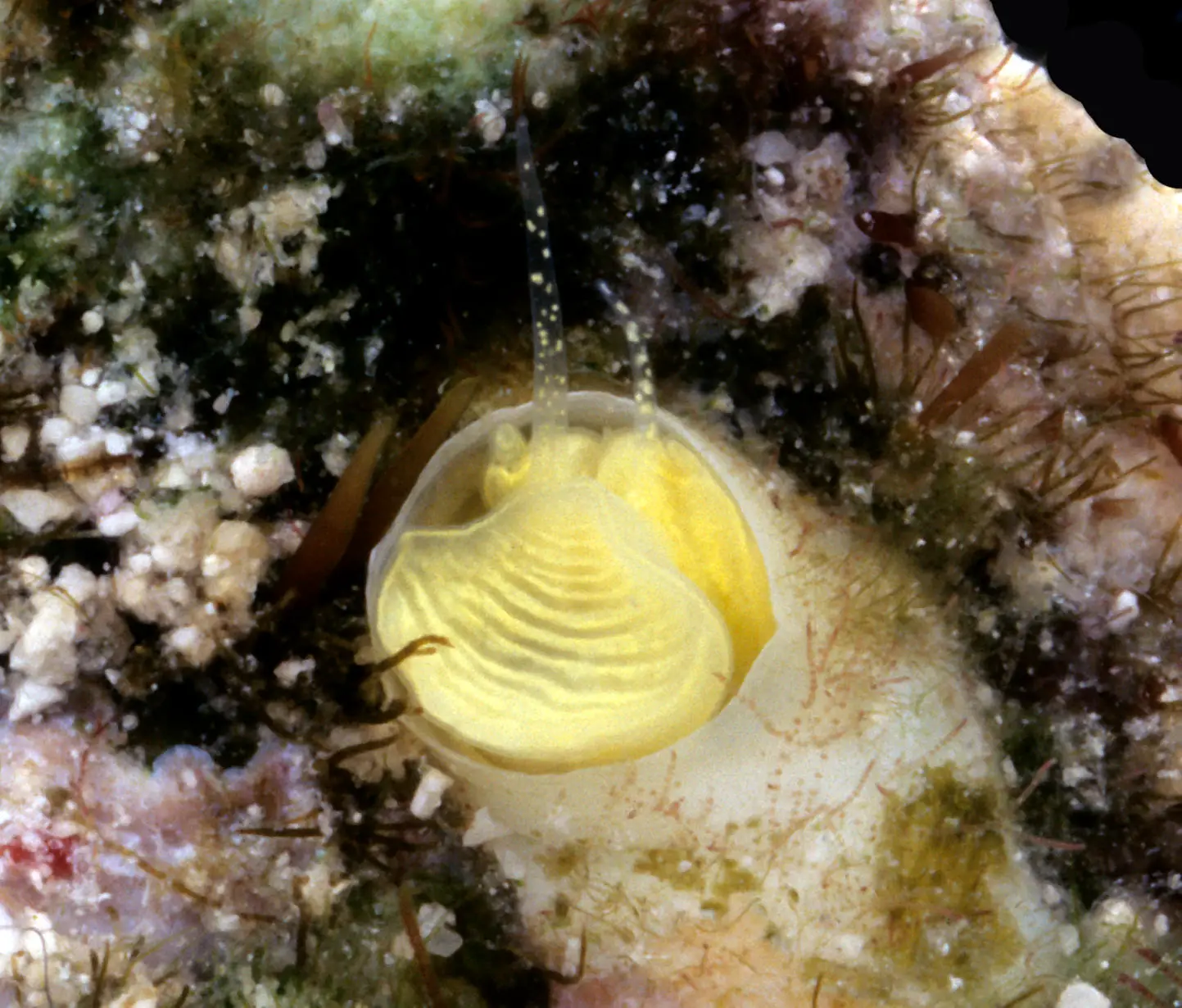 Margarita-Snail.webp