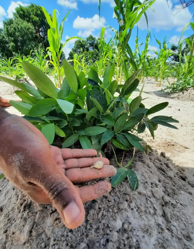 Testing-Soy-Beans-for-Increasing-Water-Shortages-777x999.webp