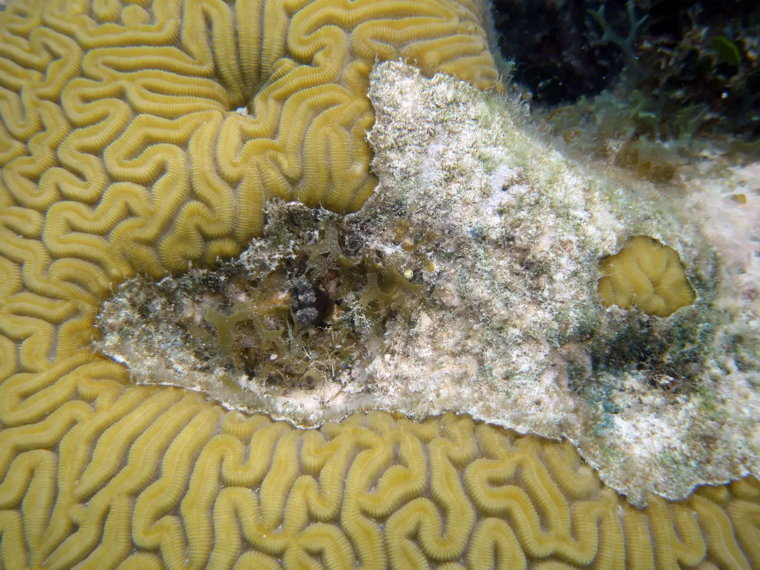 Margarita-Snail-in-Brain-Coral-1536x1152.webp