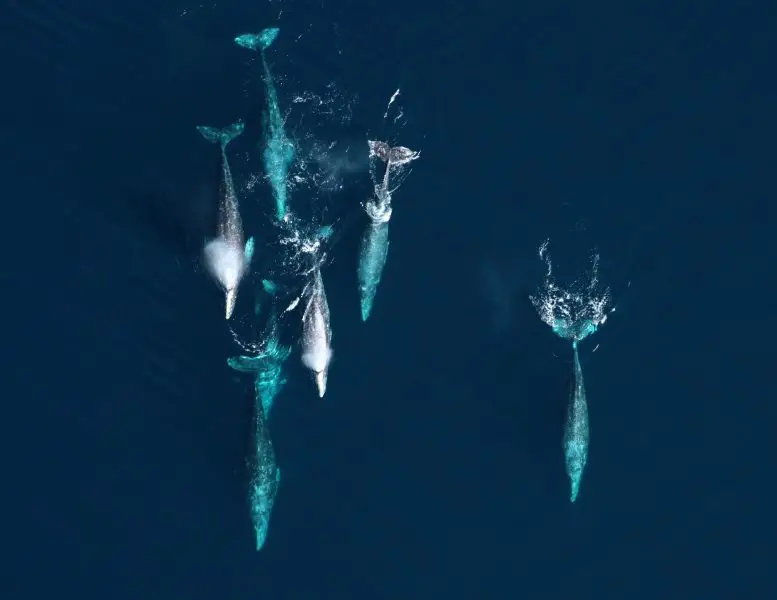 Gray-Whale-Migration-777x600.webp