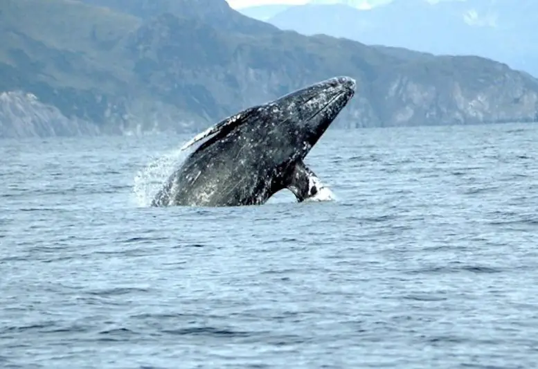 Breaching-Gray-Whale-777x533.webp
