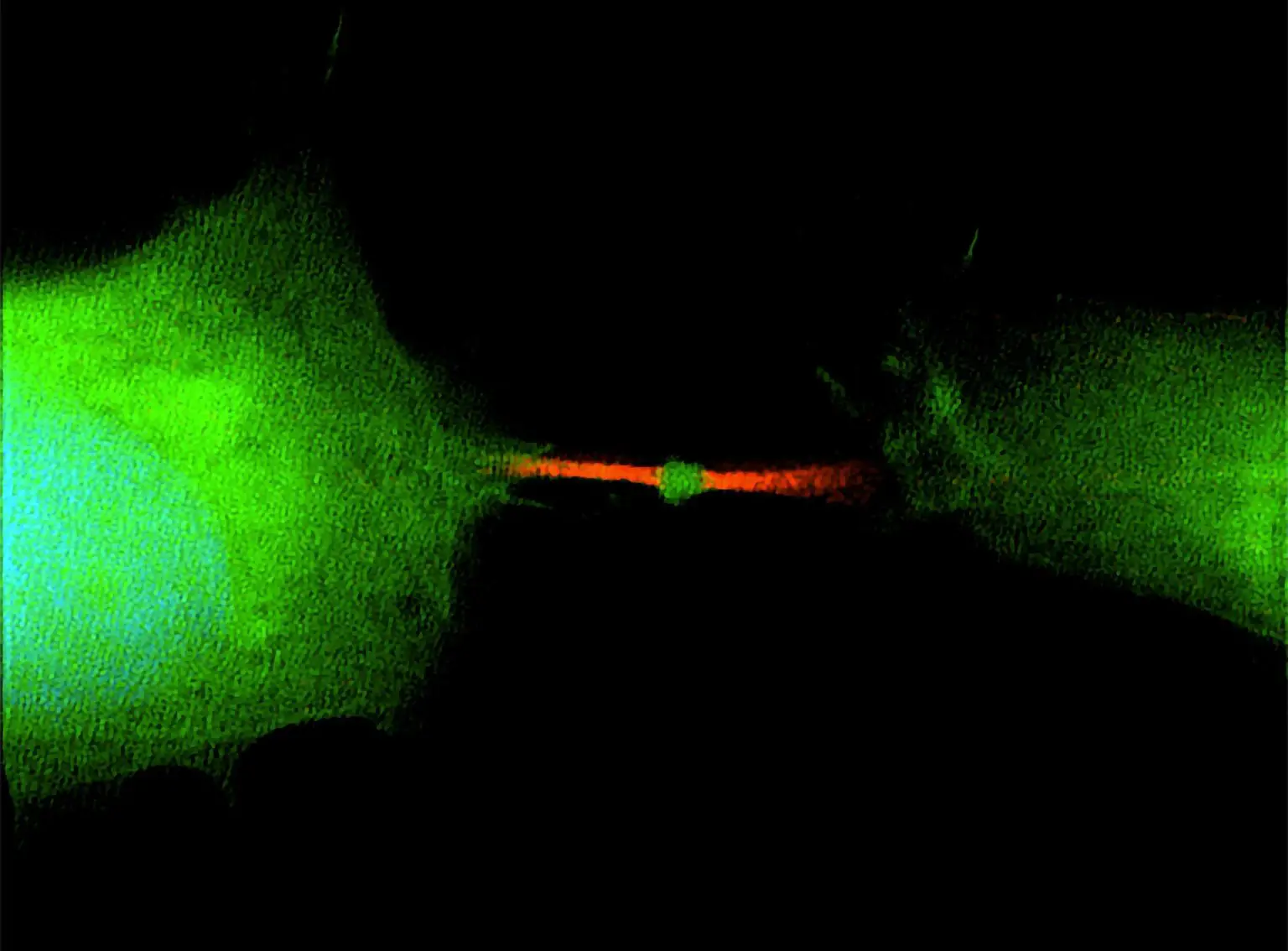 Human-Cells-During-Cell-Division-1536x1134.webp