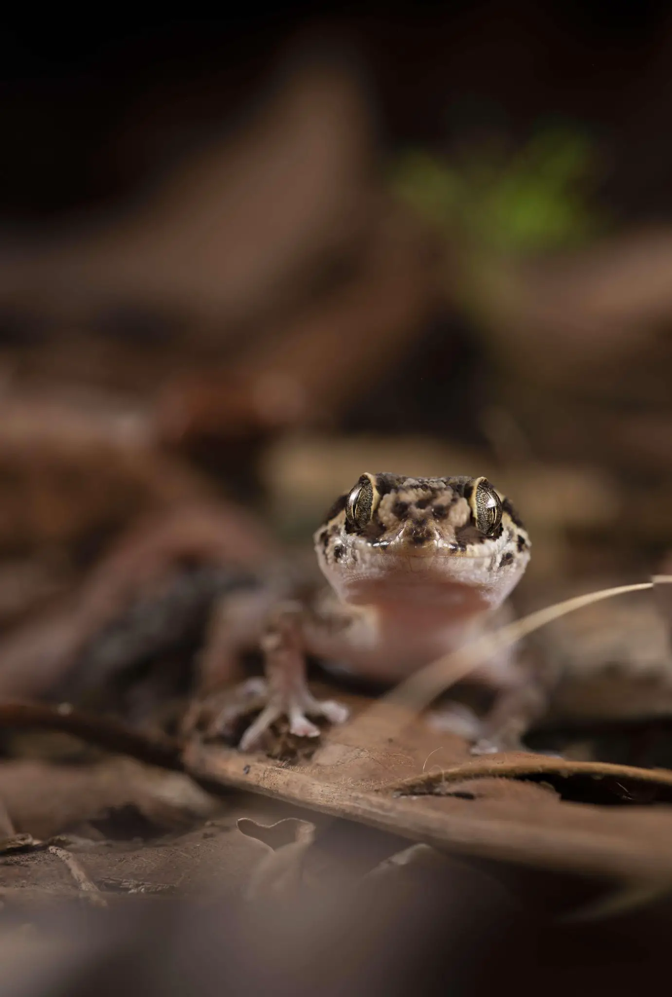 Close-Up-Paroedura-manongavato-1381x2048.webp