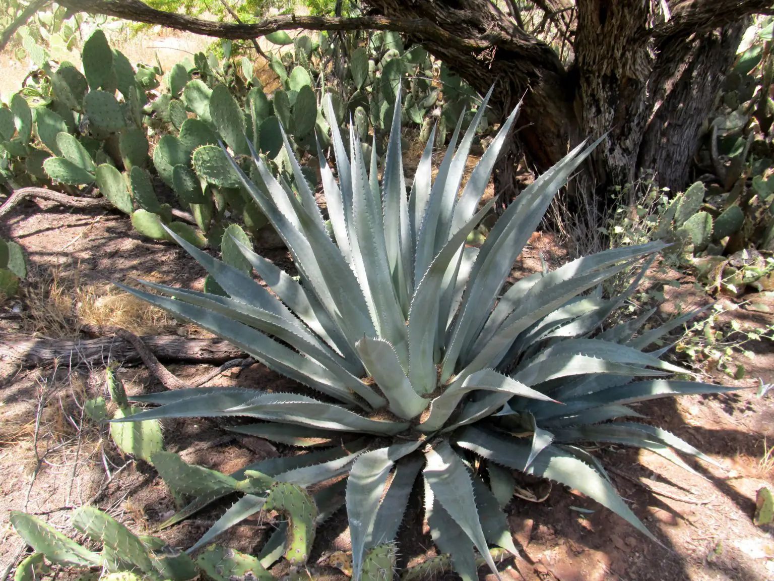 Agave-phillipsiana-1536x1152.webp