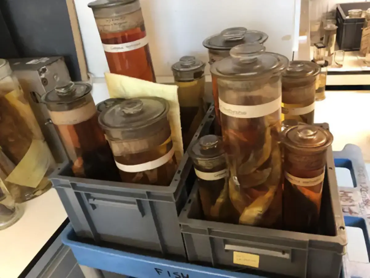 Extinct-Houting-Fish.webp