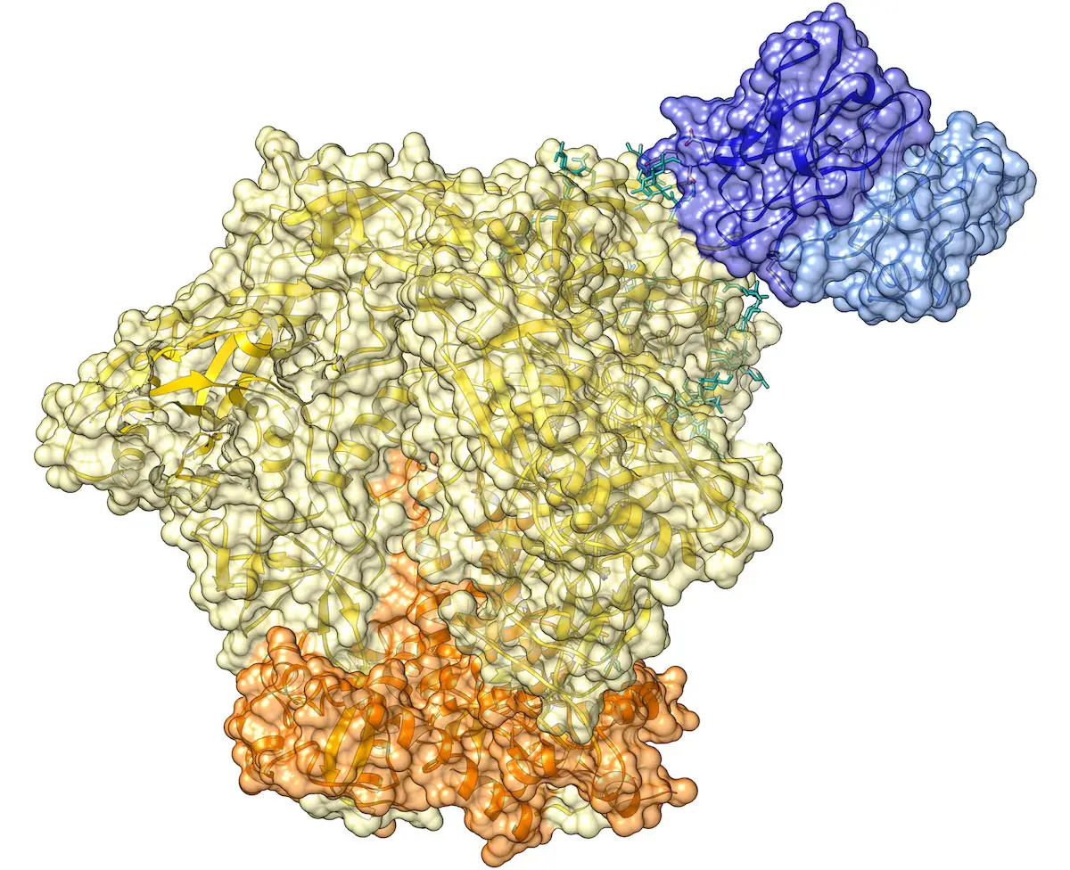 EPCT112-Antibody-Fragments.webp