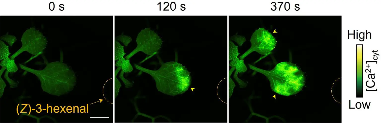 Signals-Arabidopsis-Exposed-Green-Leaf-Volatile-Z-3-HAL-1536x499.webp