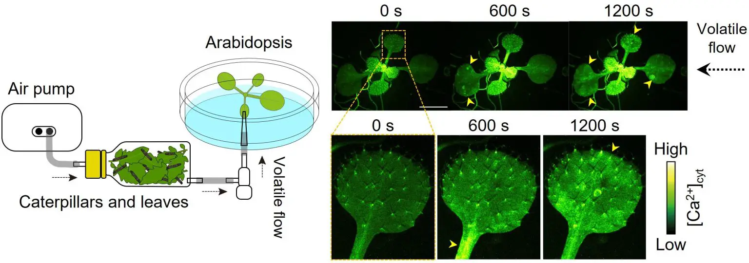 Signals-Arabidopsis-Exposed-VOCs-Insect-Damaged-Plants-1536x540.webp