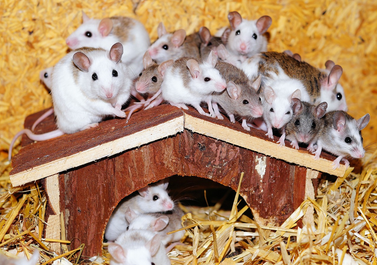 many-teat-mice-443291_1280.jpg