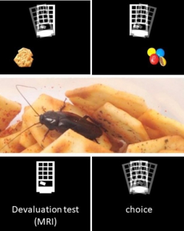 ocd_experiment_figure_1.jpg
