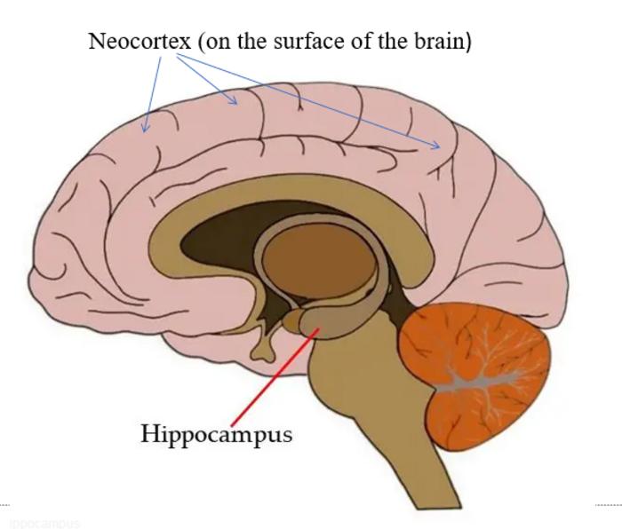 Low-Res_Position of neocortex and hippocampus.jpeg