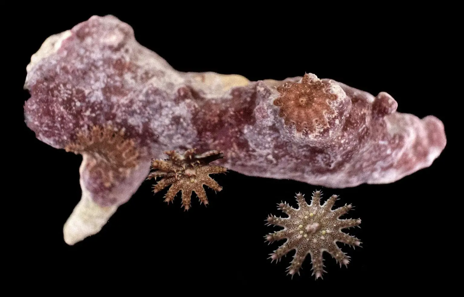 Juvenile-Crown-of-Thorns-Starfish-Pictured-With-Coral-1536x983.webp