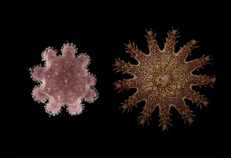 Young-and-Old-Juvenile-Crown-of-Thorns-Starfish.webp