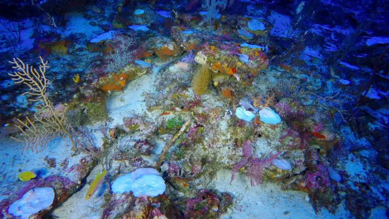 Coral-Bleaching-Central-Indian-Ocean-777x437.webp