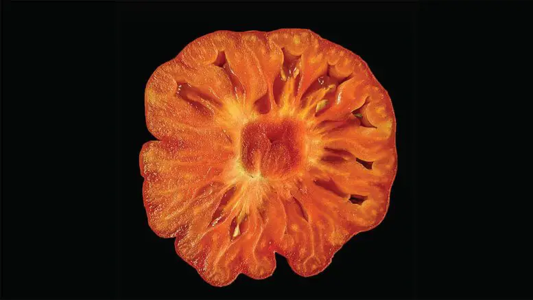 Slclv3-Slcle9-Tomato-777x437.webp