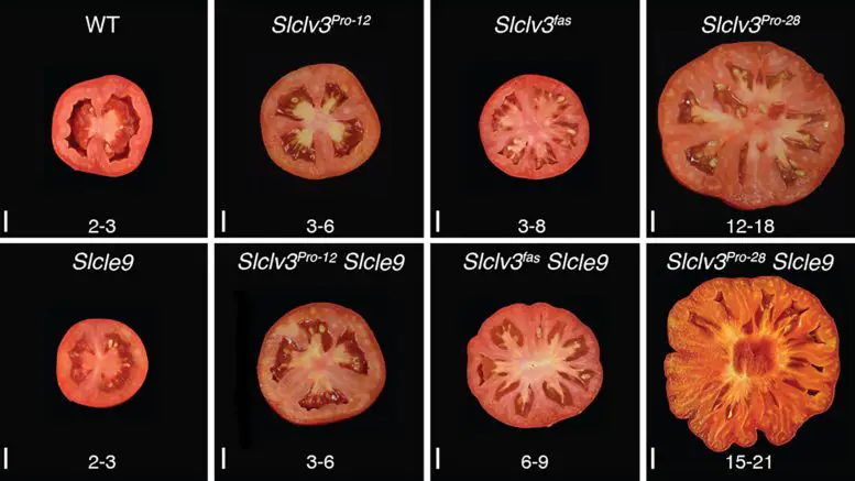 A-Collection-of-Tomatoes-With-Different-Combinations-of-Artificial-and-Natural-Mutations-777x437.webp