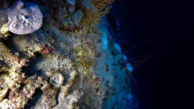 Coral-Bleaching-Central-Indian-Ocean-2019-777x437.webp