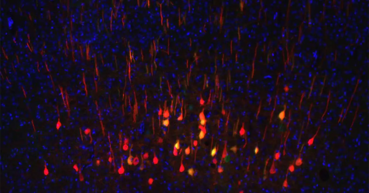 Regenerating-Neurons-Mouse-Brain.webp