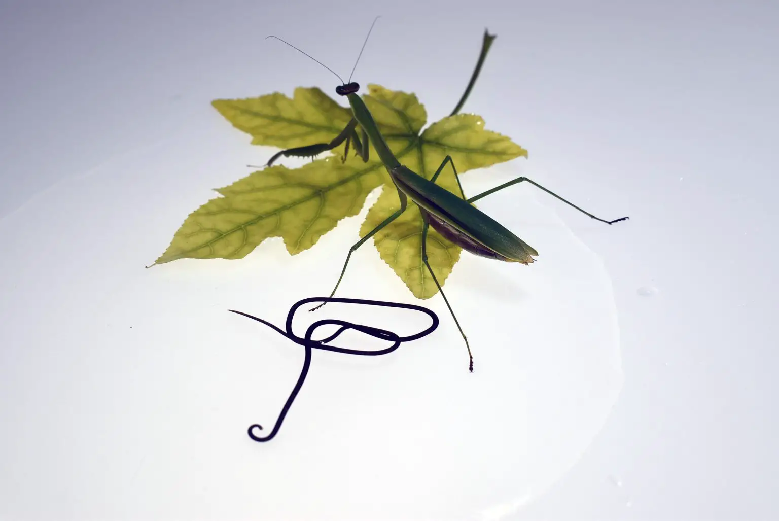 Horse-Hairworm-and-Mantis-1536x1027.webp