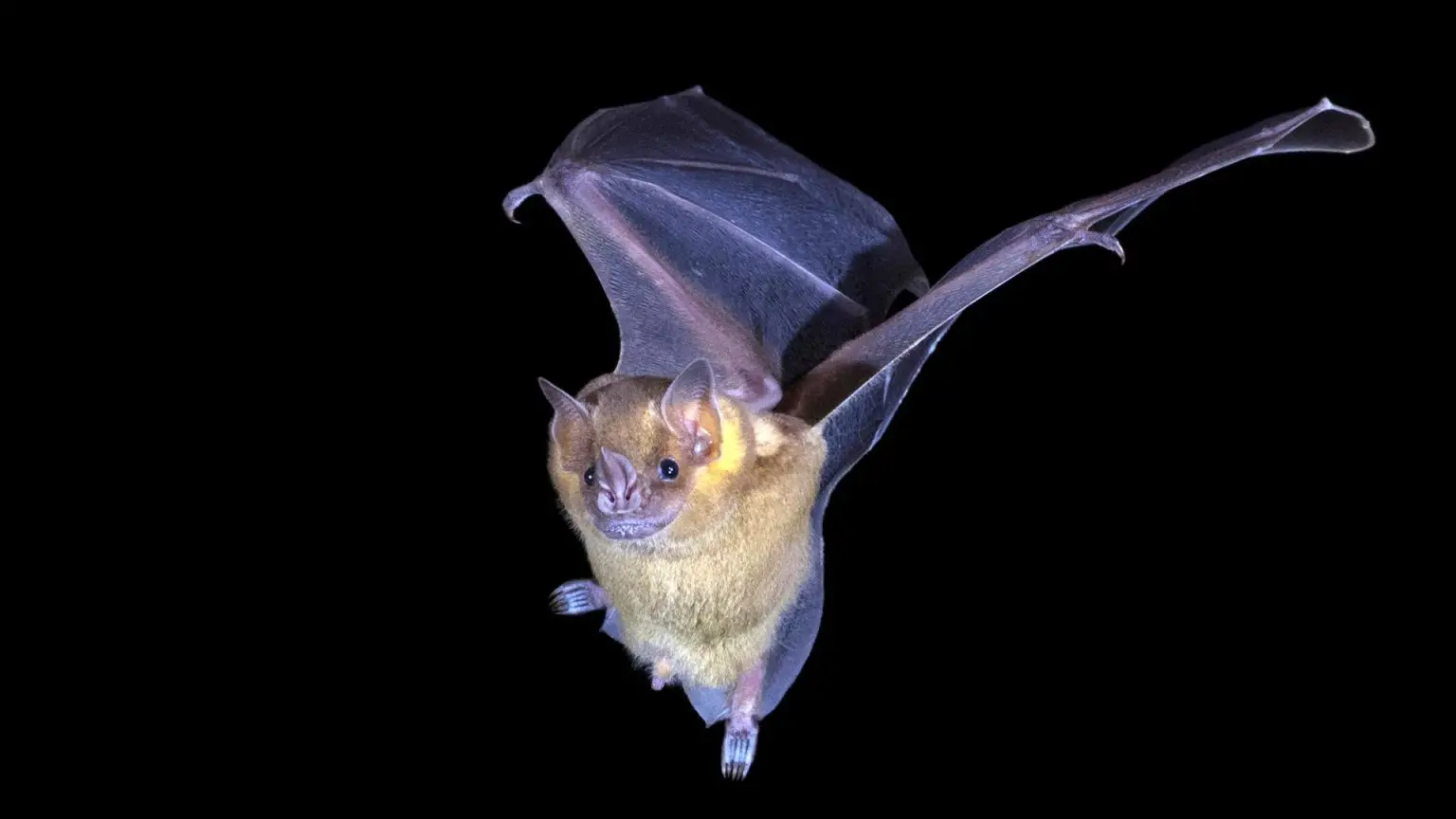 Jamaican-Fruit-Bat-1536x864.webp