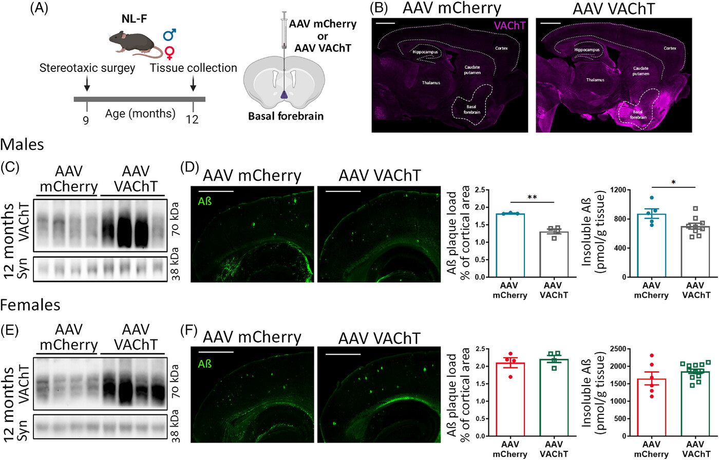 alz13481-fig-0005-m.jpg