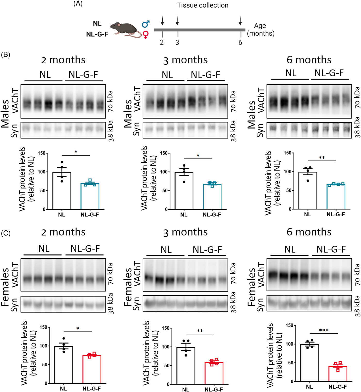 alz13481-fig-0001-m.jpg