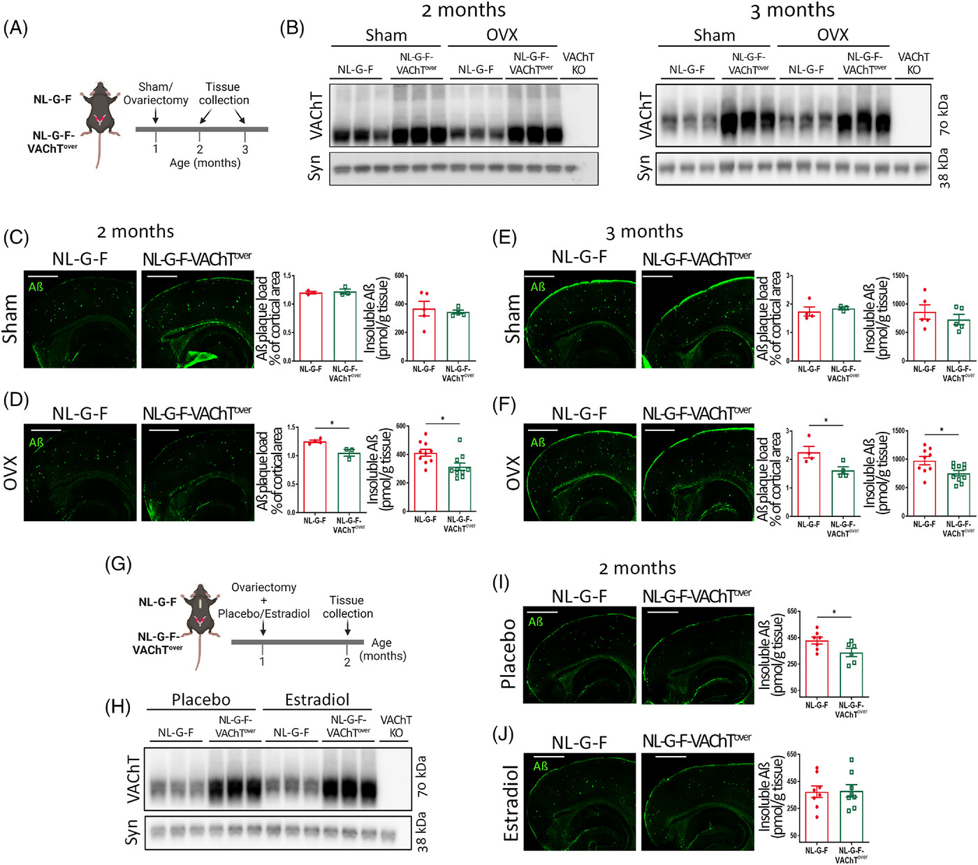 alz13481-fig-0003-m.jpg