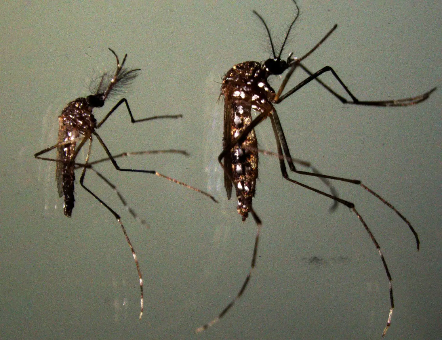 Male-and-a-Female-Aedes-Mosquito-1536x1182.webp