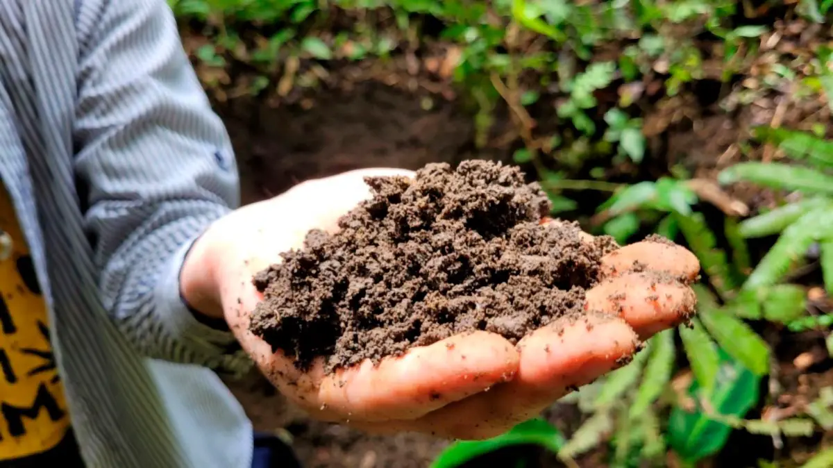 Amazon-Dark-Earth-Boosts-Tree-Growth.webp