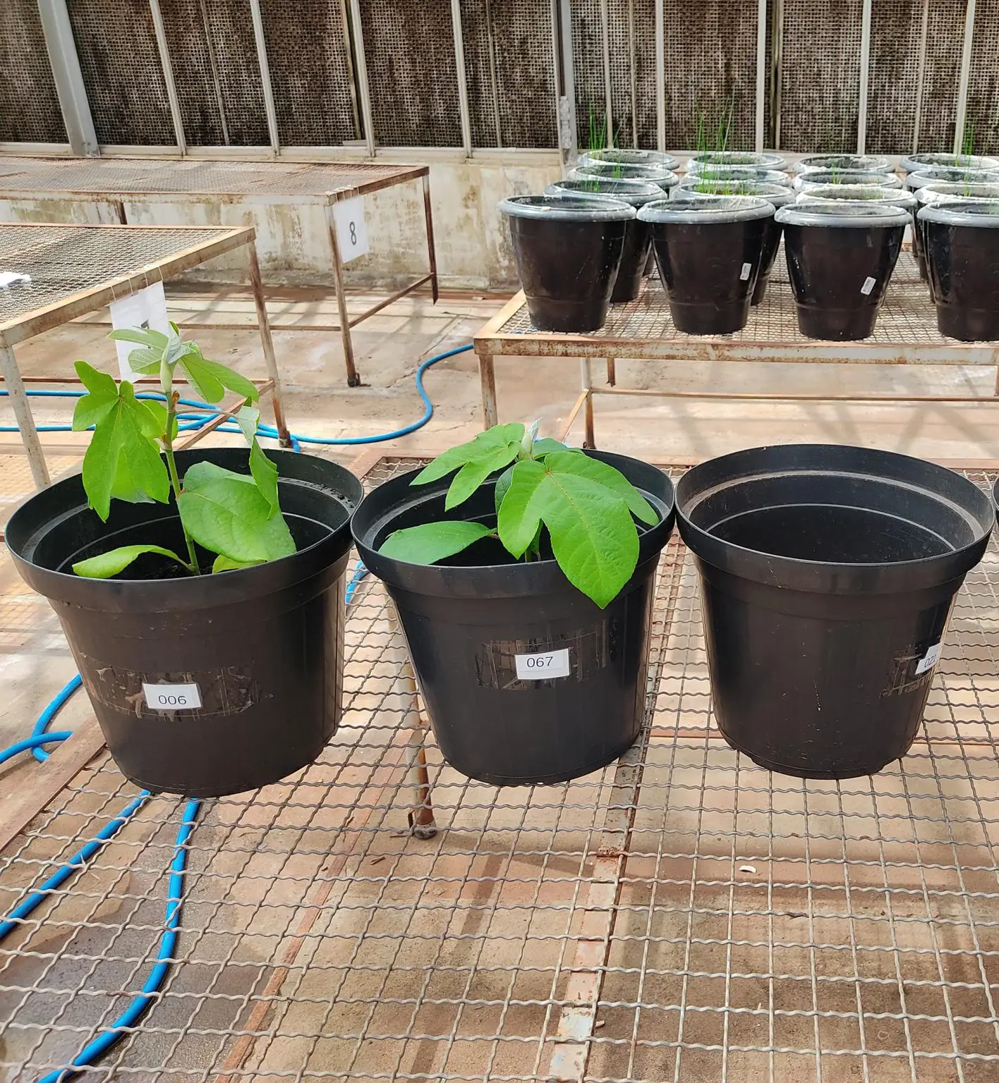 Cecropia-pachystachya-Growth-Experiment-1416x1536.webp