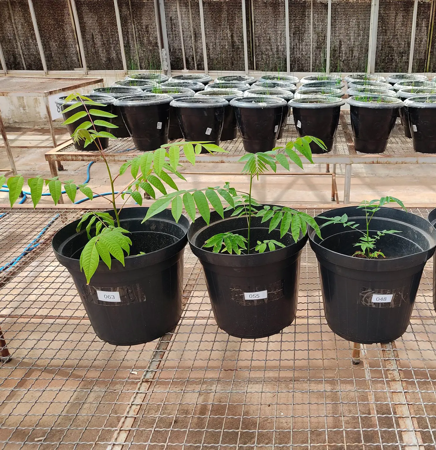 Cedrela-fissilis-Growth-Experiment-1486x1536.webp
